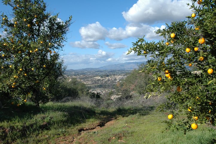 Citrus Framed North View