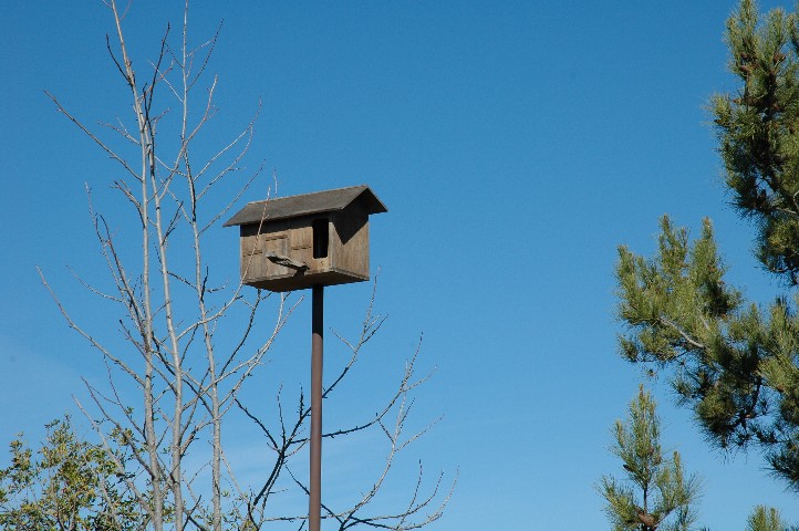 Click on Photo to see... and hear... your Resident Barn Owl...