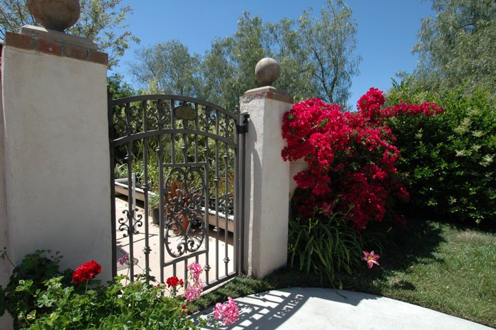 Bougainvillea Everywhere