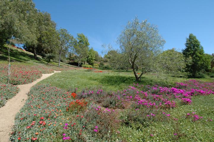 Spectacular Flowerin Iceplant