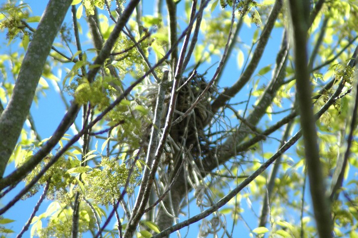 One of Several Bird of Prey nests located in the Mature trees onsite...