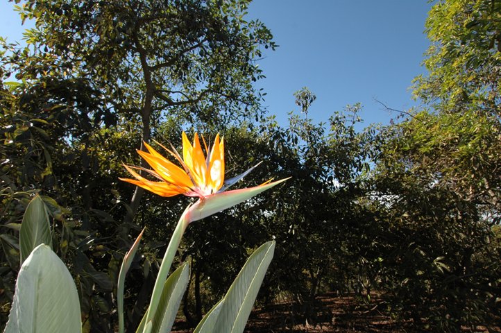 There is a reason why we call them Birds of Paradise