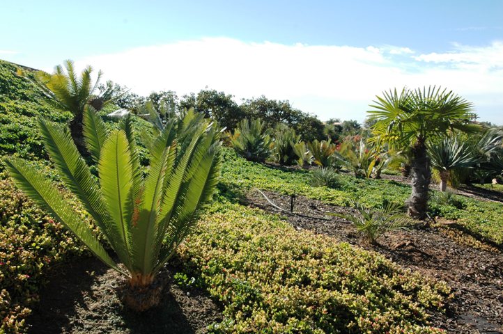 A Rare Exotic Plant Collection of dreams...