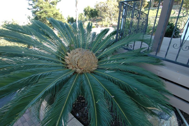 Cycas Revoluta... 